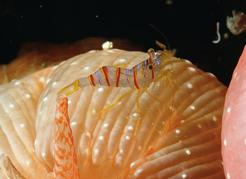 Candy stripe shrimp live in the protection of the tentacles of the crimson anemone.