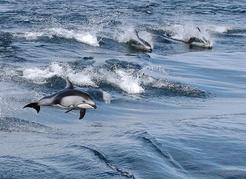 Pacific white-sided dolphins are the most acrobatic cetacean in BC and are seen with increased frequency in the Strait of Georgia. M.C. Tucker photo