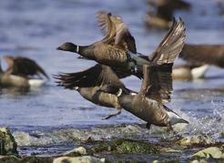 The black belly brant or “sea goose” uses herring spawned on algae to fuel its spring migration. These birds are the headliners of the annual Brant Festival at Parksville-Qualicum Beach. Jason Otto photo
