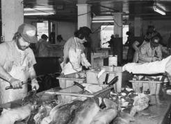 Processing spiny dogfish for the food fish market during the 1980s. Courtesy DFO