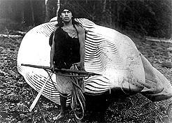 Sei whale, caught at Alert Bay, 1905, by Archie Seymour and others. VMM