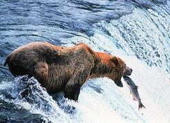 A grizzly bear catching a salmon. Mark Newman/Image Makers