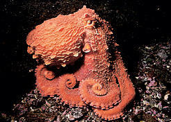 Giant Pacific octopus. Bellevue Point, San Juan Island, n. Washington