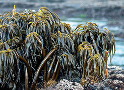 The incomparable<em> Postelsia palmaeformis</em> in Port Renfrew, BC.