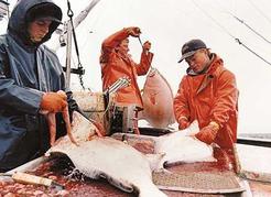 Halibut longlining aboard the <i>Summer Wind</i>, Queen Charlotte Islands, 1994. L to r: Dale Erickson, Corey Erickson, Todd Vick. Peter A. Robson photo